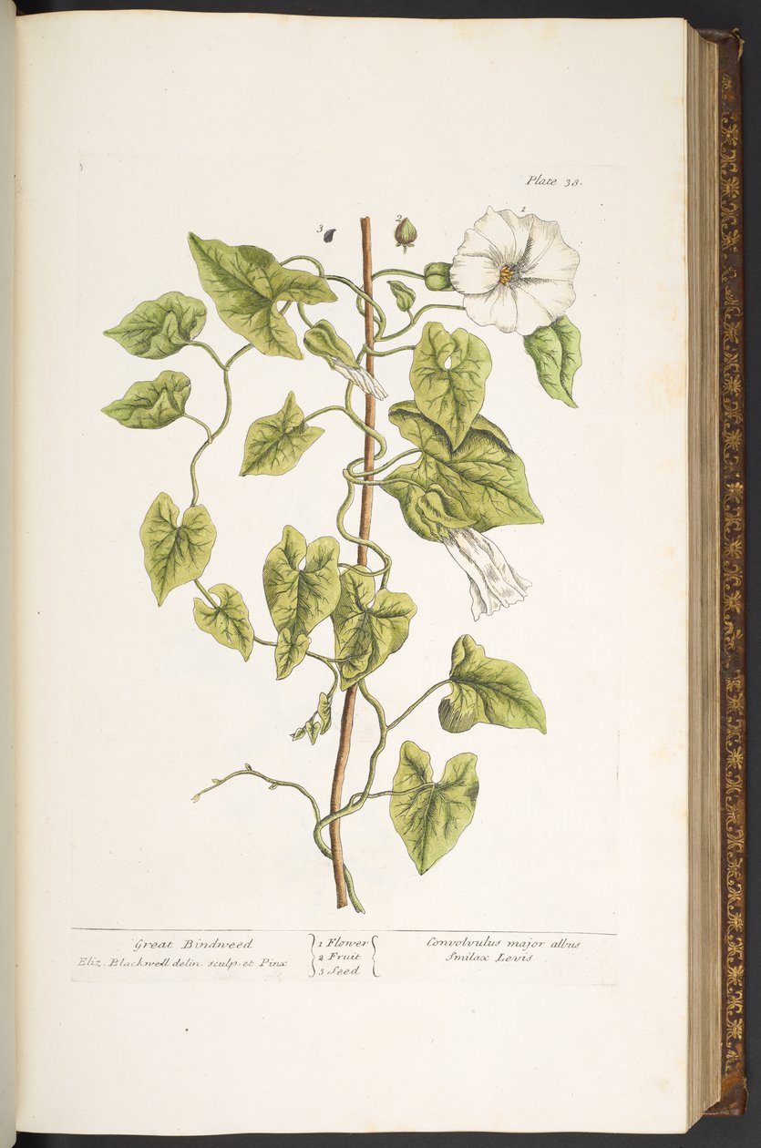 38. tábla, Great Bindweed, az 