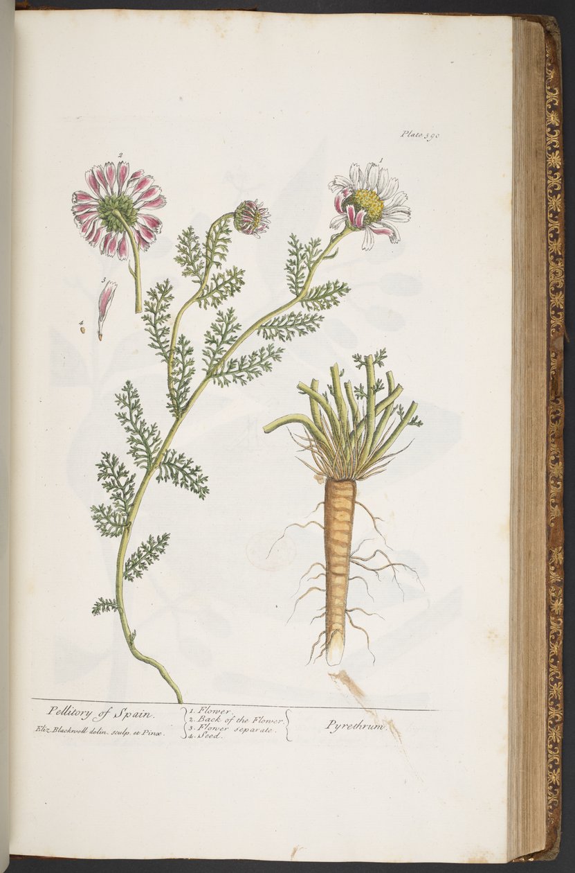 390. tábla, Pellitory of Spain, az „A Curious Herbal” c. alkotó: Elizabeth Blackwell
