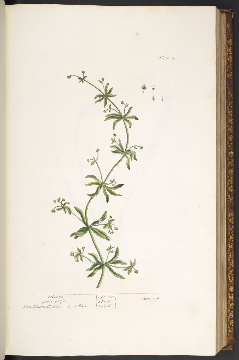 39. tányér, Clivers, Libafű, az „A Curious Herbal”-ból alkotó: Elizabeth Blackwell