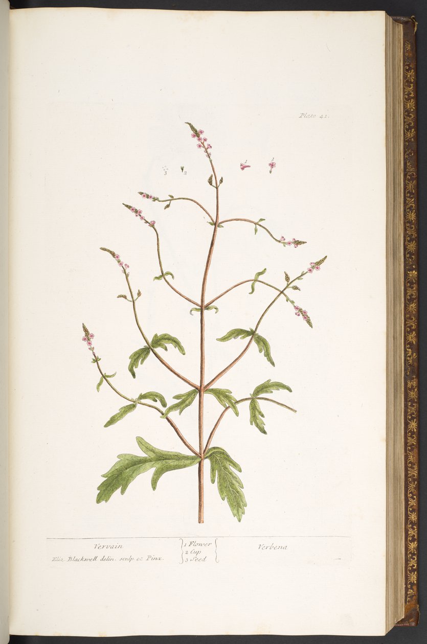 41. tábla, Vervain, az 