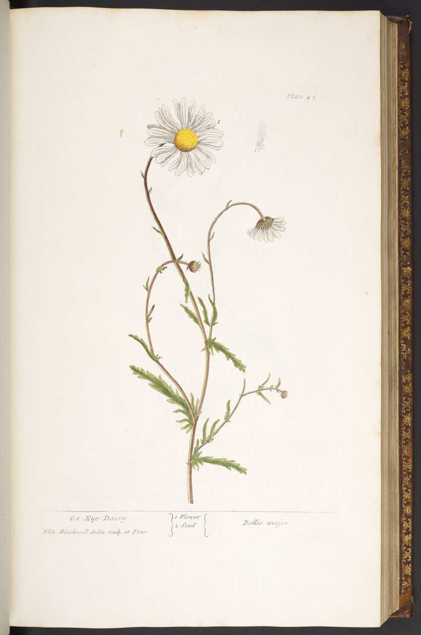 42. tábla, Ox-Eye Daisy, az 