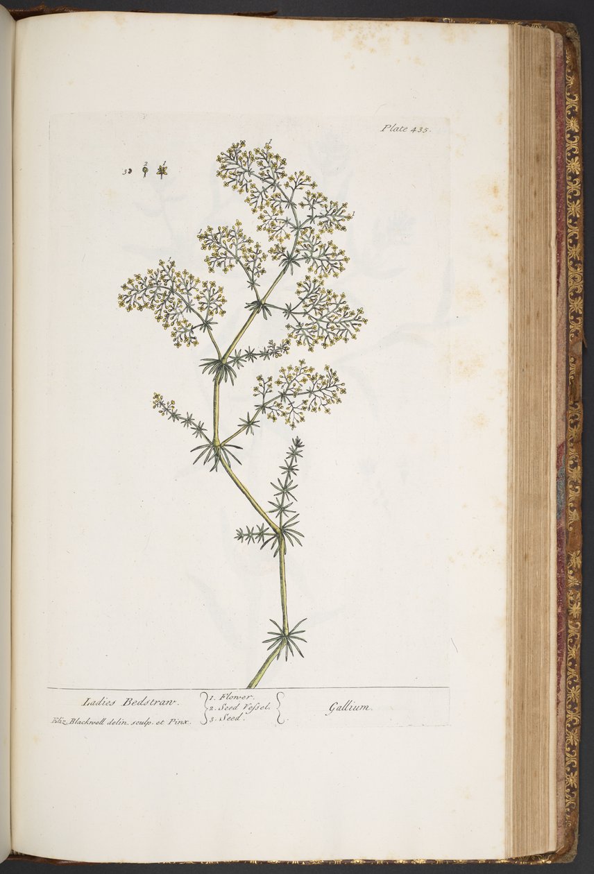 435. tábla, Ladies Bedstraw, az 
