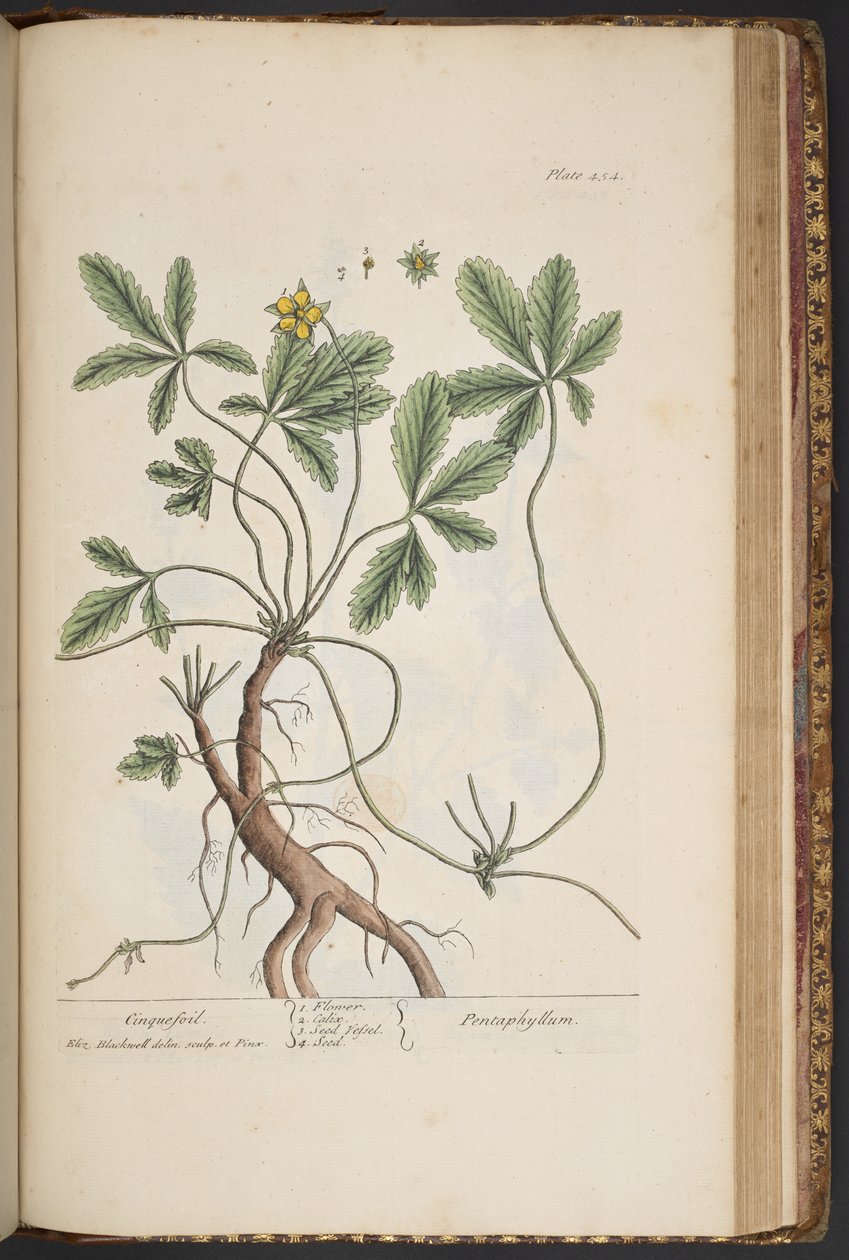 454-es tábla, Cinquefoil, az "A Curious Herbal"-ból alkotó: Elizabeth Blackwell