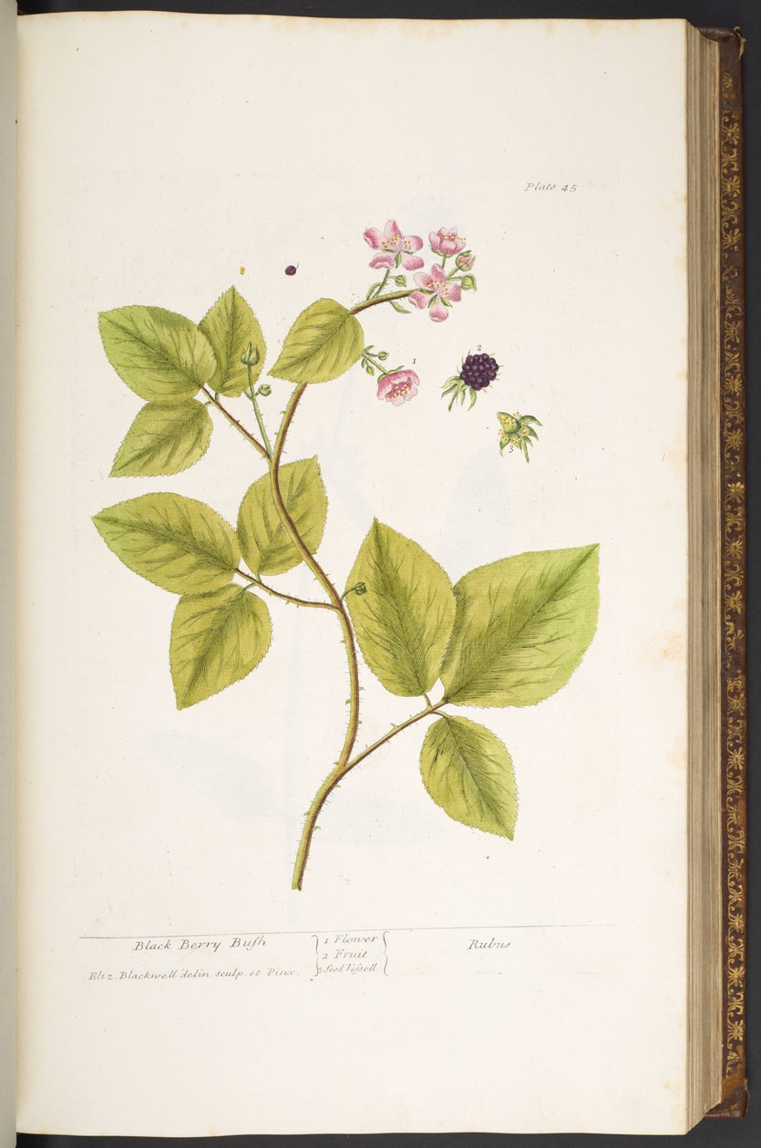 45. tábla, Black Berry Bush, az 