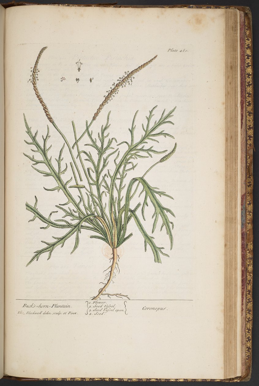 Plate 460, from 