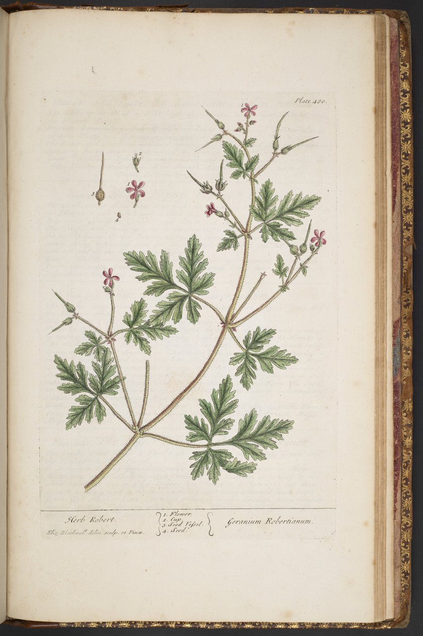 480. tábla, Herb Robert, az „A Curious Herbal”-ból alkotó: Elizabeth Blackwell