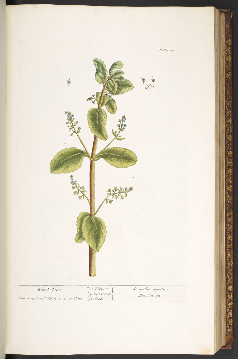 48. tábla, Brook Lime, az „A Curious Herbal”-ból alkotó: Elizabeth Blackwell
