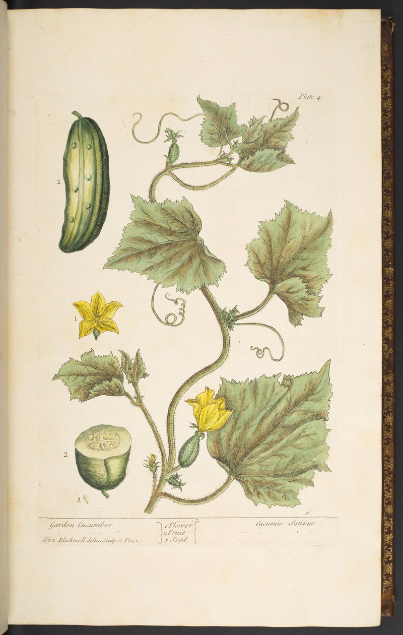 4. tányér, kerti uborka, az "A Curious Herbal"-ból alkotó: Elizabeth Blackwell