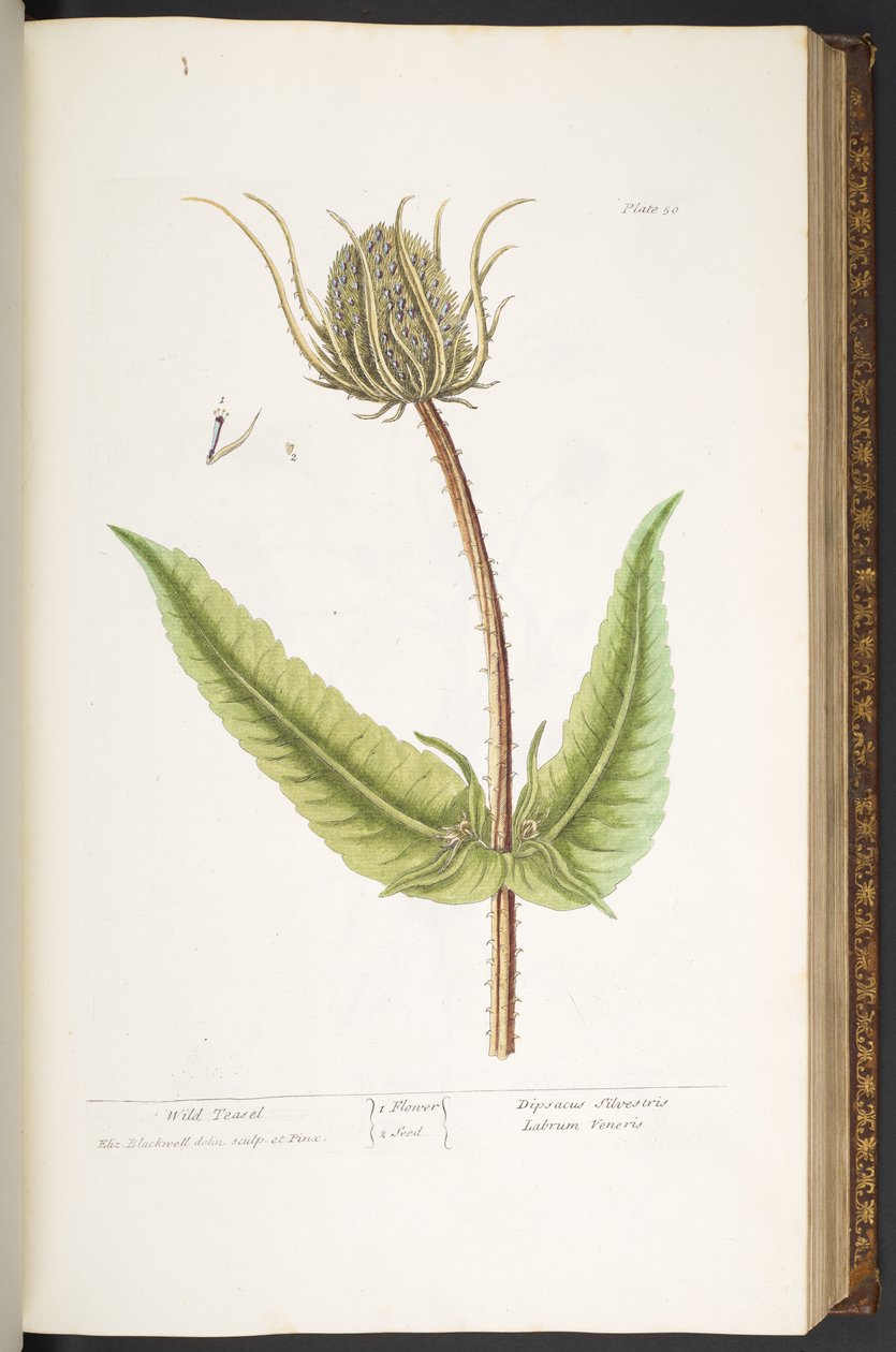 50. tányér, Wild Teasel, az 