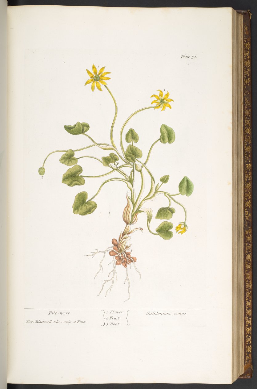 51. tábla, sörfű, az „A Curious Herbal” c. alkotó: Elizabeth Blackwell