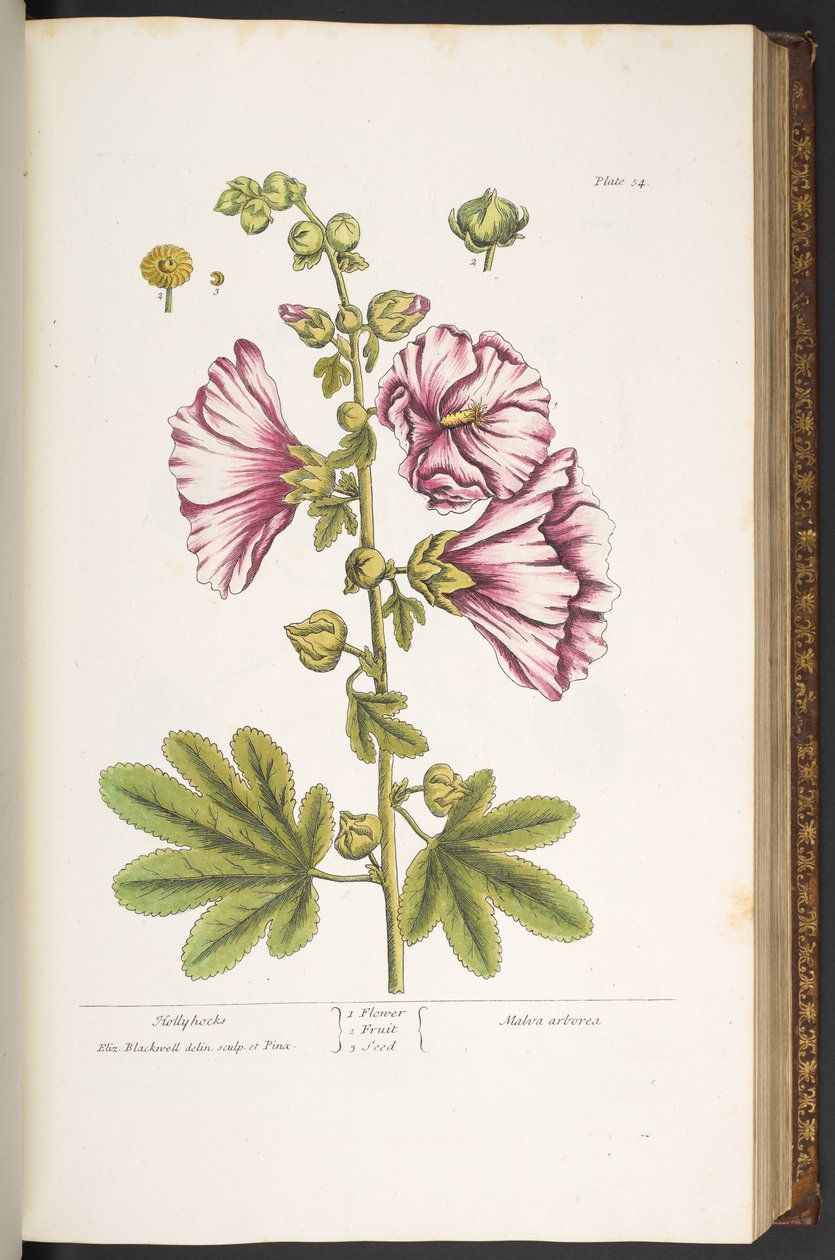 54. tábla, Hollyhocks, az 