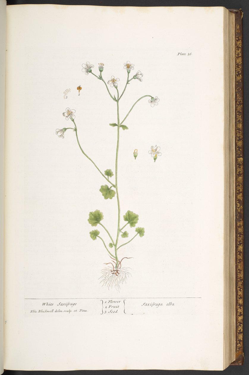 56. tábla, fehér szaxifrage, az 