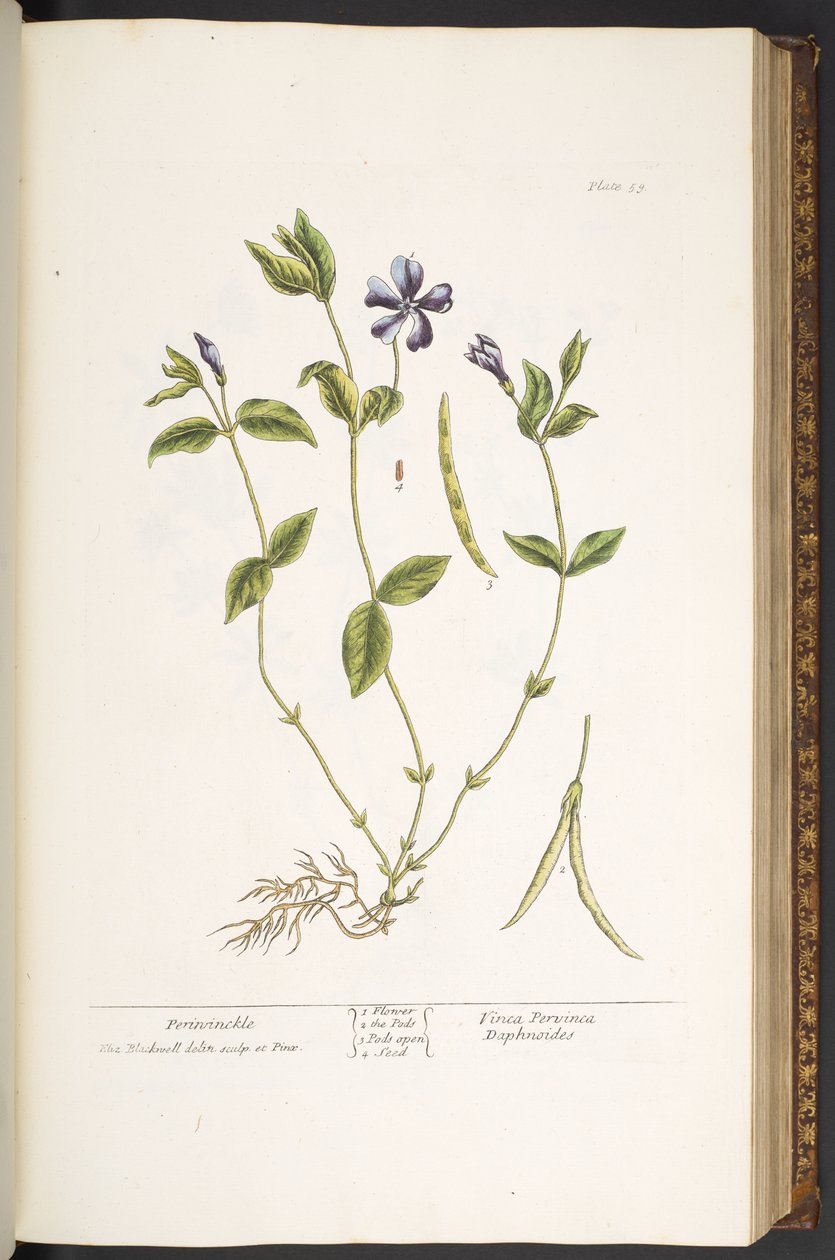 59. tábla, Periwinkle, az 