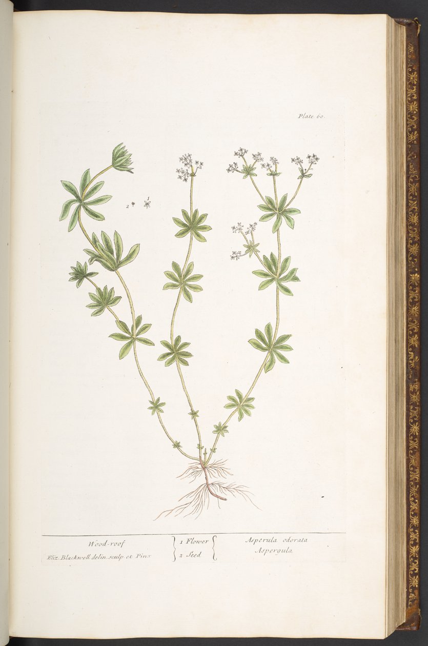 60. tábla, fatető az "A Curious Herbal"-ból alkotó: Elizabeth Blackwell
