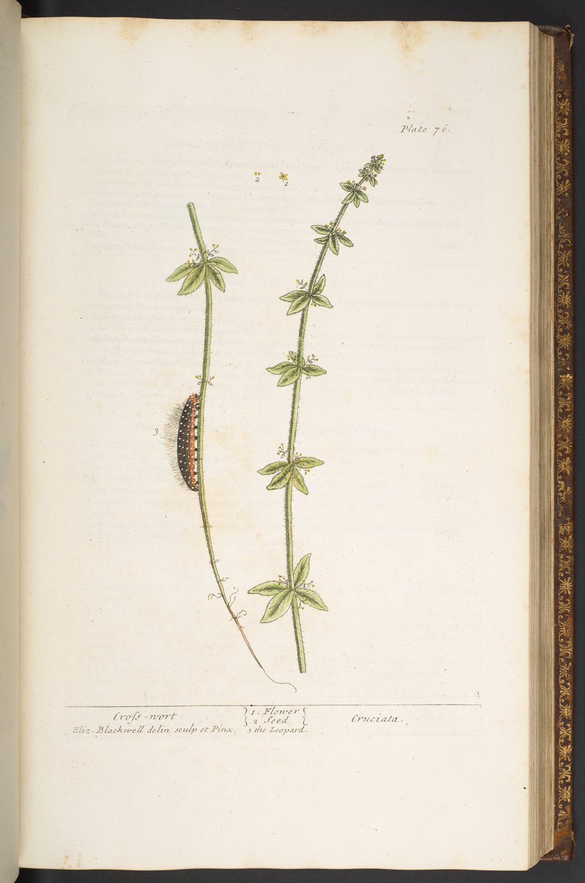 76. tábla, Cross Wort, az „A Curious Herbal”-ból alkotó: Elizabeth Blackwell