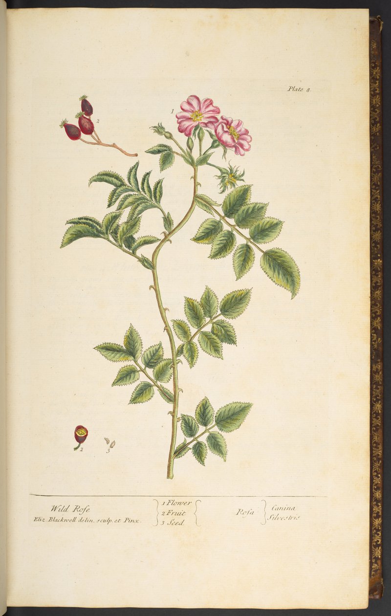 8. tábla, Vadrózsa, az „A Curious Herbal”-ból alkotó: Elizabeth Blackwell