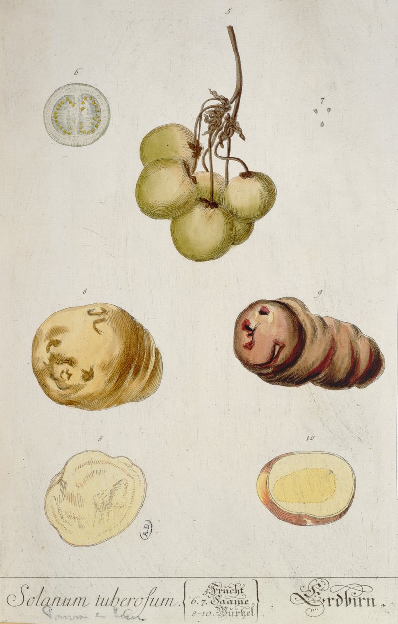 Burgonyagumók, 1757-ben Nürnbergben kiadott „Herbarium Blackwellianum” tányérja (színes metszet) alkotó: Elizabeth Blackwell