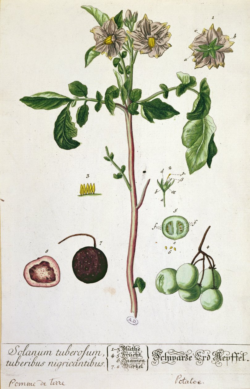 Burgonyanövény és gyümölcs, tányér a „Herbarium Blackwellianum”-ból, 1757-ben adták ki Nürnbergben, Németországban (színes metszet) alkotó: Elizabeth Blackwell