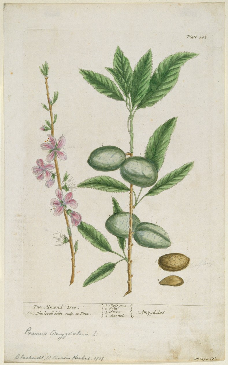 Édes mandulafa. Édes mandula, 1737. alkotó: Elizabeth Blackwell