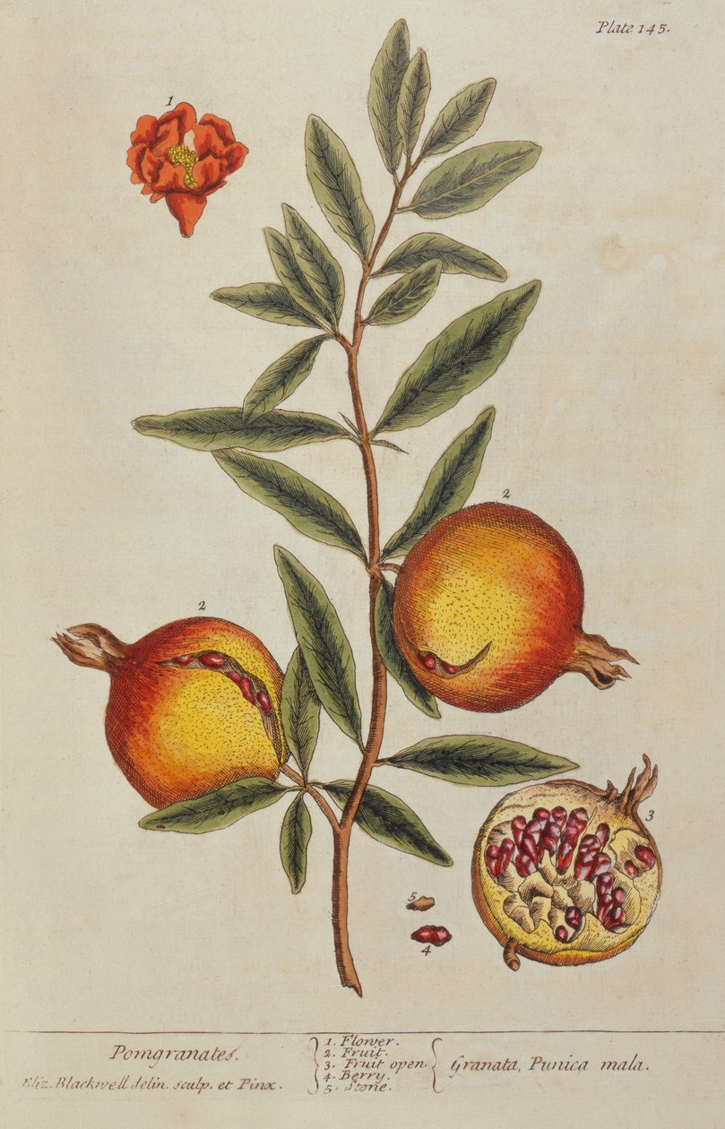 Punica granatum, Egy kíváncsi gyógynövényből, 1782 alkotó: Elizabeth Blackwell