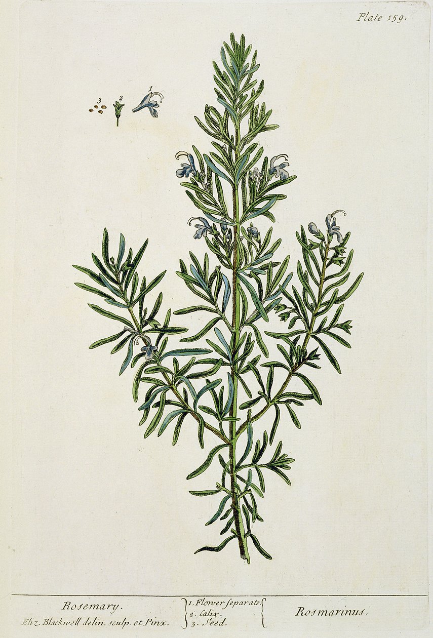 Rosmarinus Officinalis, "Egy különös gyógynövény", 1782 (színes metszet) alkotó: Elizabeth Blackwell