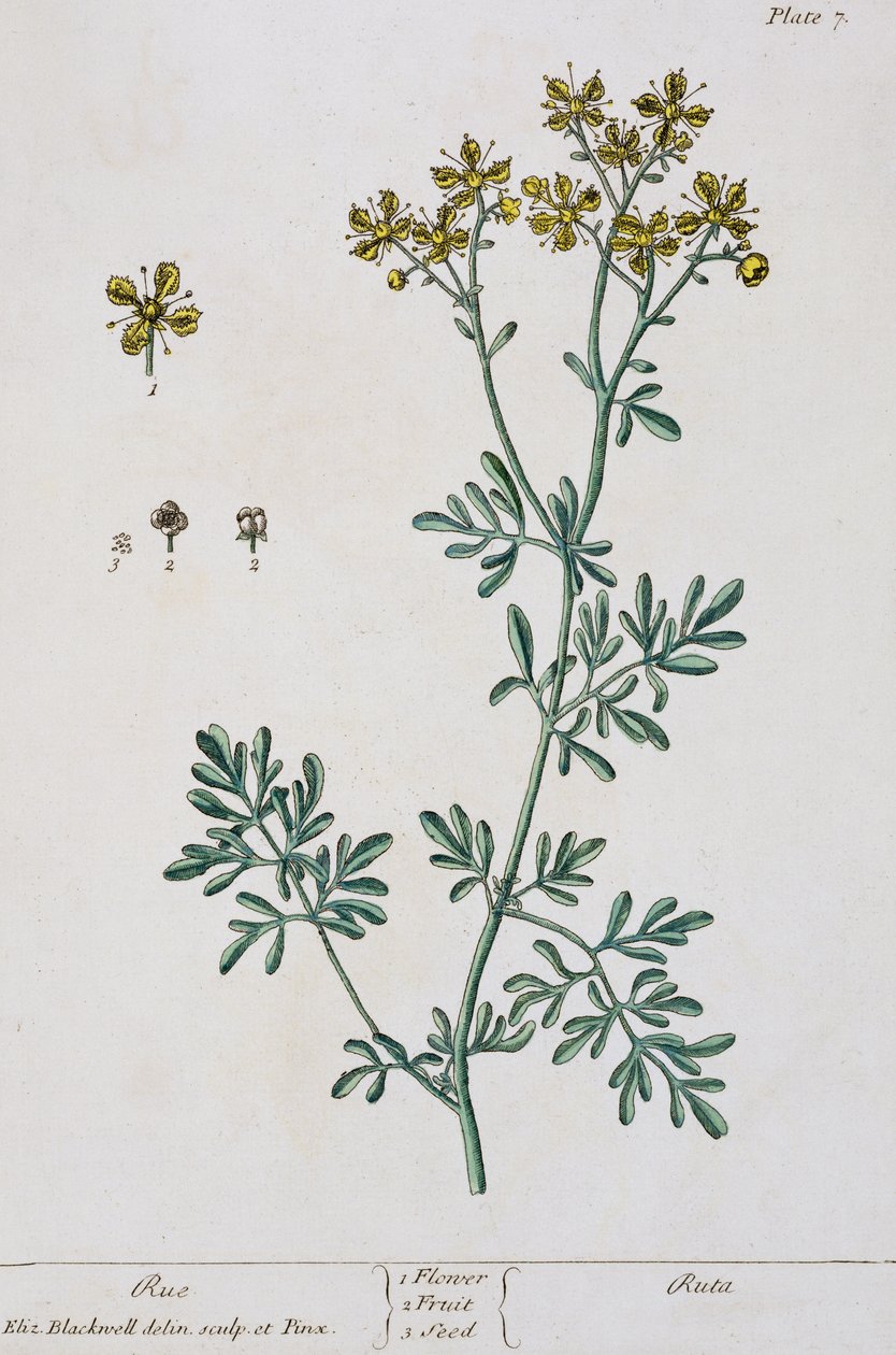 Rue, 7. tábla az „A Curious Herbal”-ból, 1782-ben (színes metszet) alkotó: Elizabeth Blackwell
