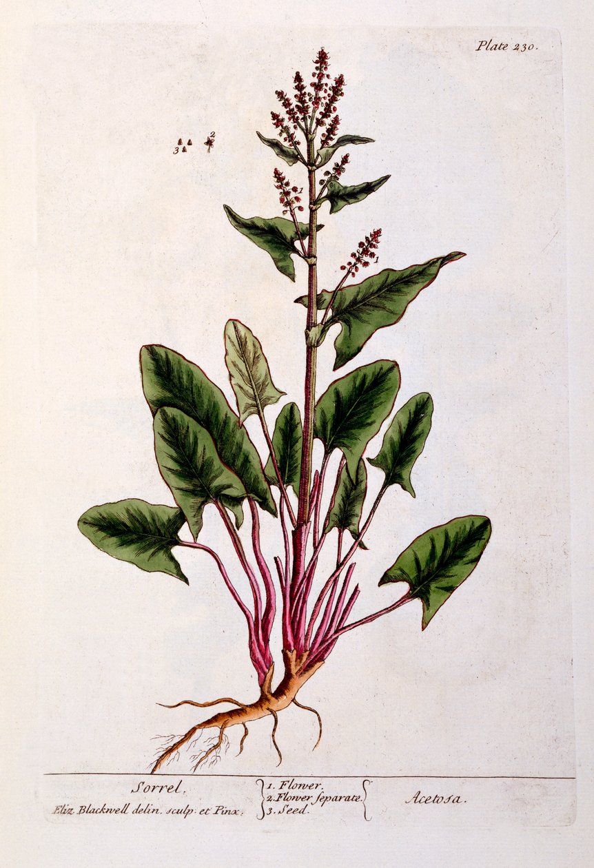 Sóska, 230-as tábla az „A Curious Herbal”-ból, 1782-ben (színes metszet) alkotó: Elizabeth Blackwell