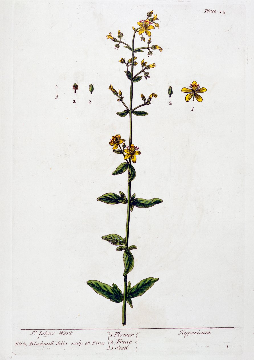 orbáncfű, 1782 alkotó: Elizabeth Blackwell