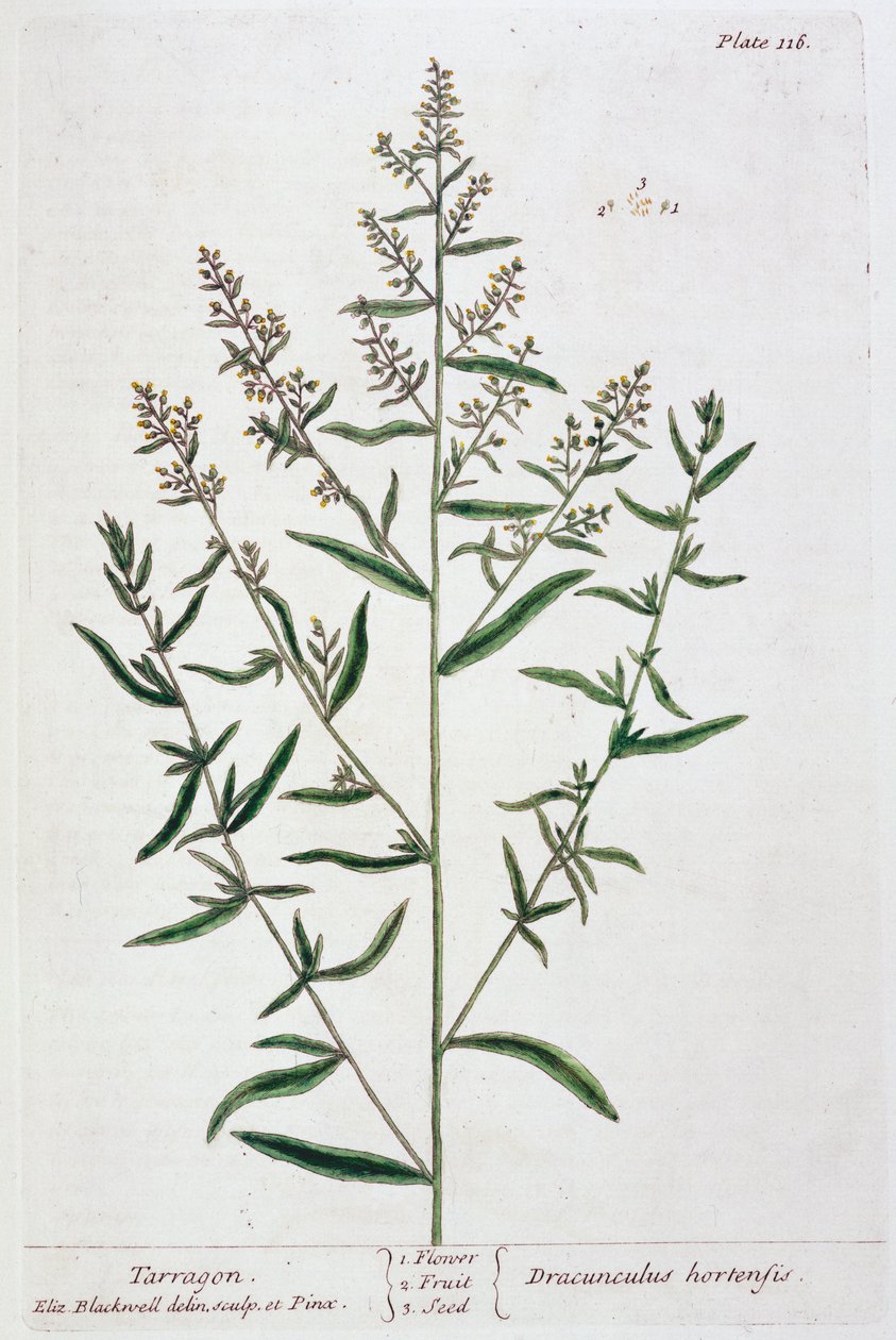 Tárkony, 1782 alkotó: Elizabeth Blackwell