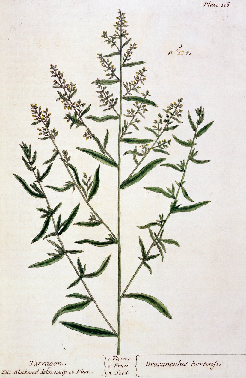 Tárkony, 116-os tábla az „A Curious Herbal”-ból, 1782-ben (színes metszet) alkotó: Elizabeth Blackwell