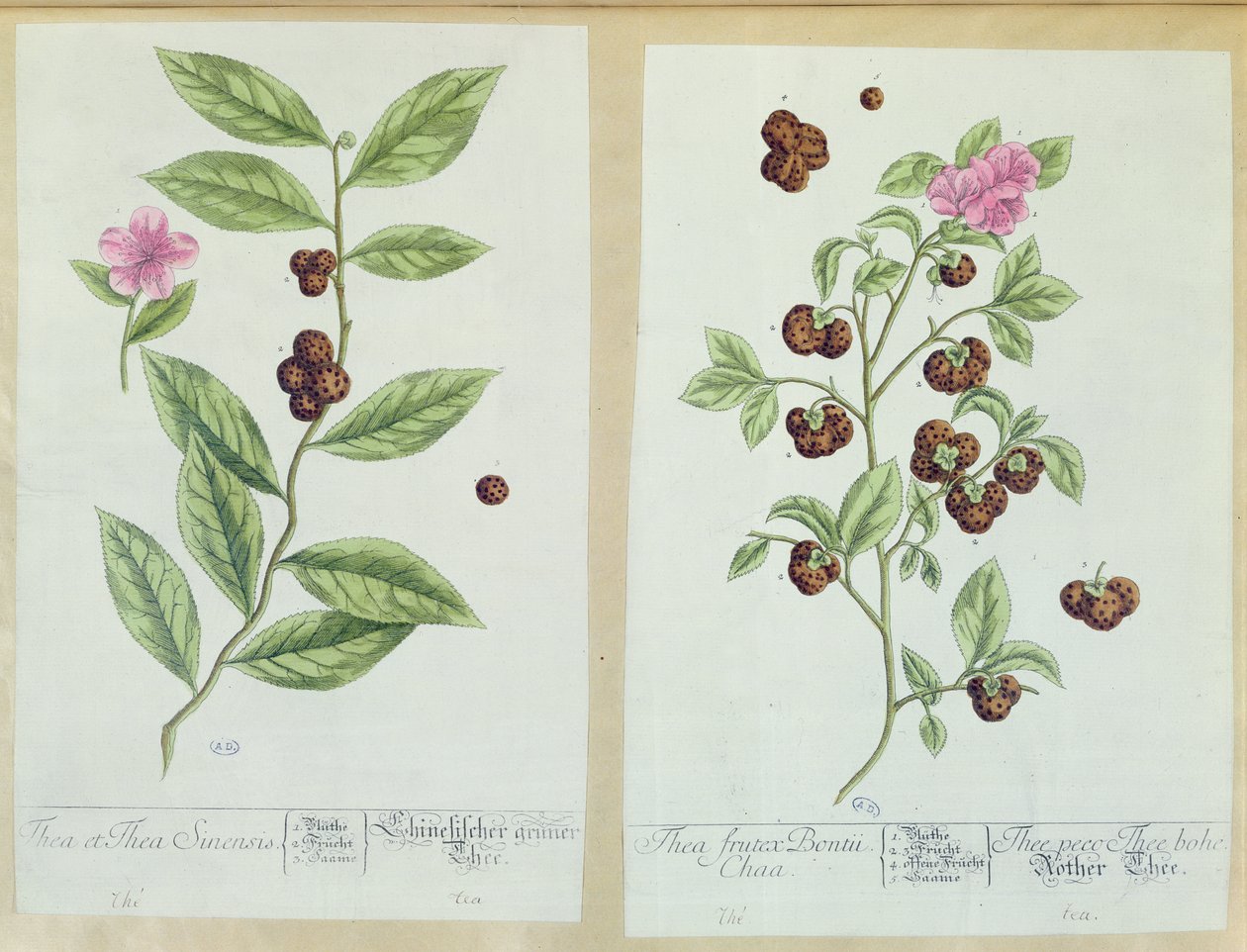 Tea és Kína Tea, tányér a „Herbarium Blackwellianum”-ból, 1757-ben, Nürnbergben, Németországban (színes metszet) alkotó: Elizabeth Blackwell
