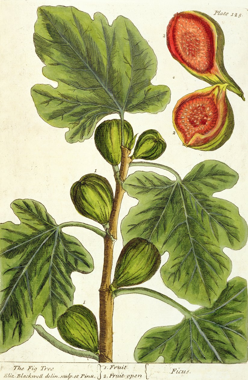 A fügefa, 125-ös tábla az „A Curious Herbal”-ból, 1782-ben (színes metszet) alkotó: Elizabeth Blackwell