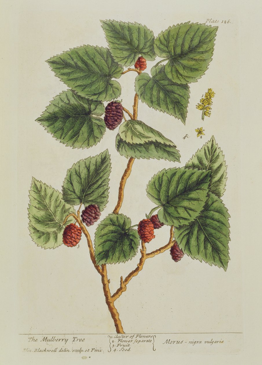 Az eperfa, 126. tábla az 1782-ben kiadott "Egy különös gyógynövény" című műből (színes metszet) alkotó: Elizabeth Blackwell