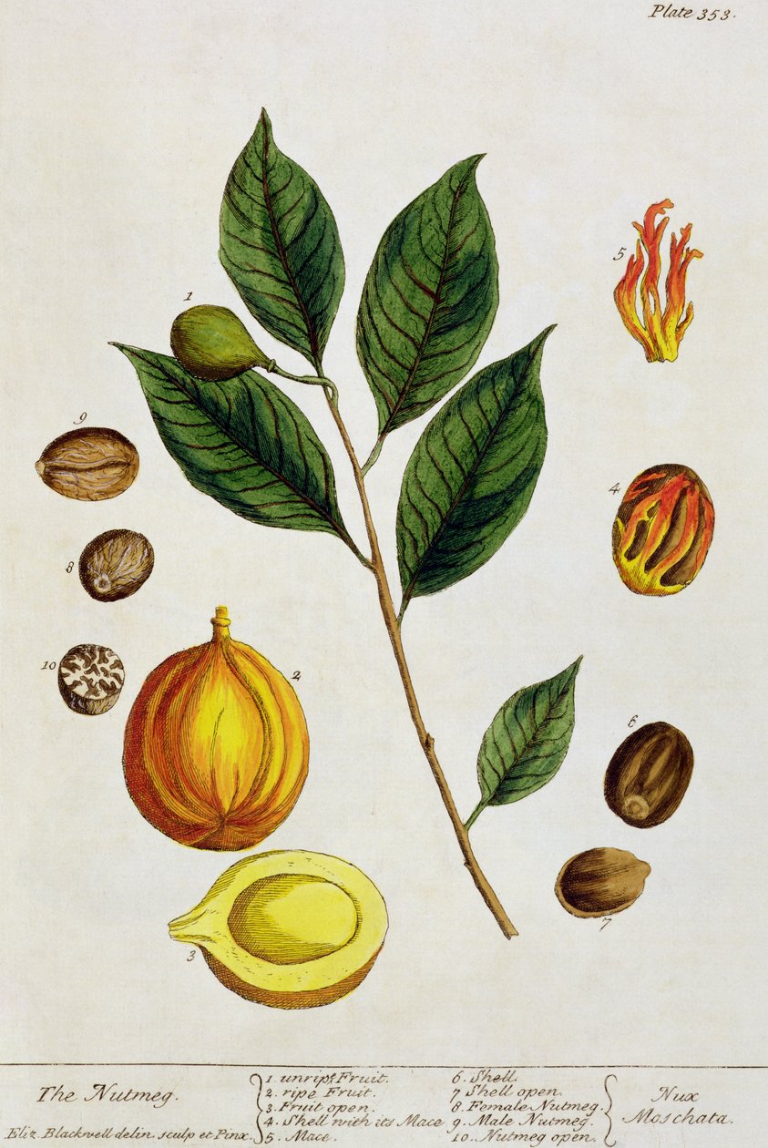 A muskátli, 353. tábla az 1782-ben megjelent "Egy különös gyógynövény" című könyvből (színes metszet). alkotó: Elizabeth Blackwell