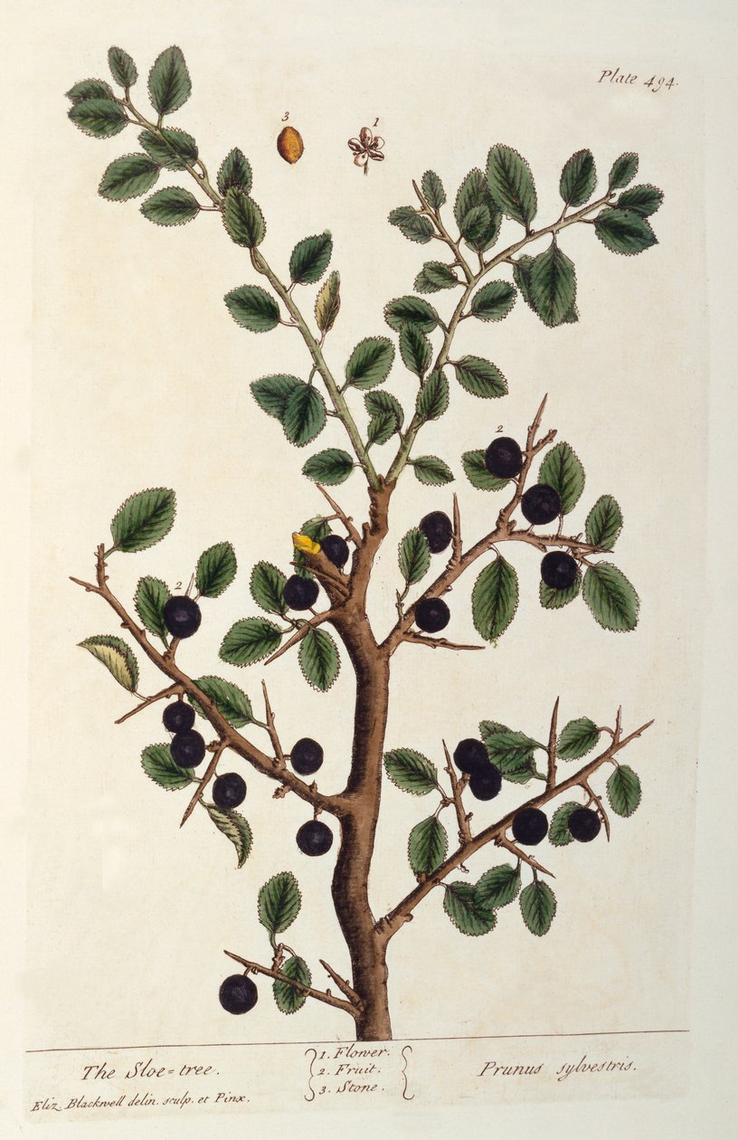 The Sloe Tree, 494-es tábla a „The Curious Herbal”-ból, 1782-ben jelent meg (színes metszet) alkotó: Elizabeth Blackwell