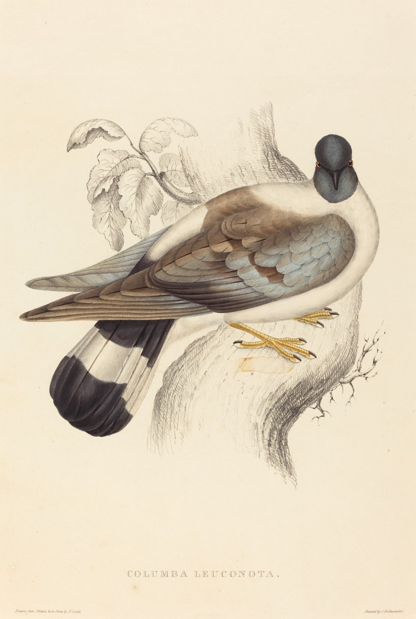 Columba Leuconota (havas galamb) alkotó: Elizabeth Gould