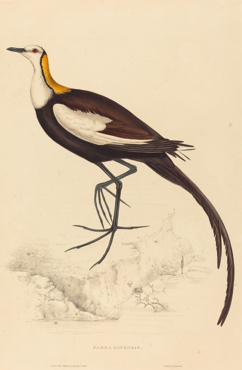 Parra Sinensis (fácánfarkú jacana) alkotó: Elizabeth Gould