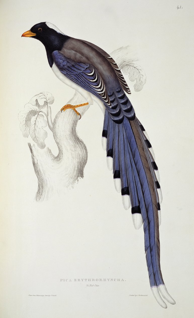 Pica Erythrorhynchos, a „Madarak évszázada a Himalája hegységből” című művéből, 1830-32, John Gould (1804-81) alkotó: Elizabeth Gould