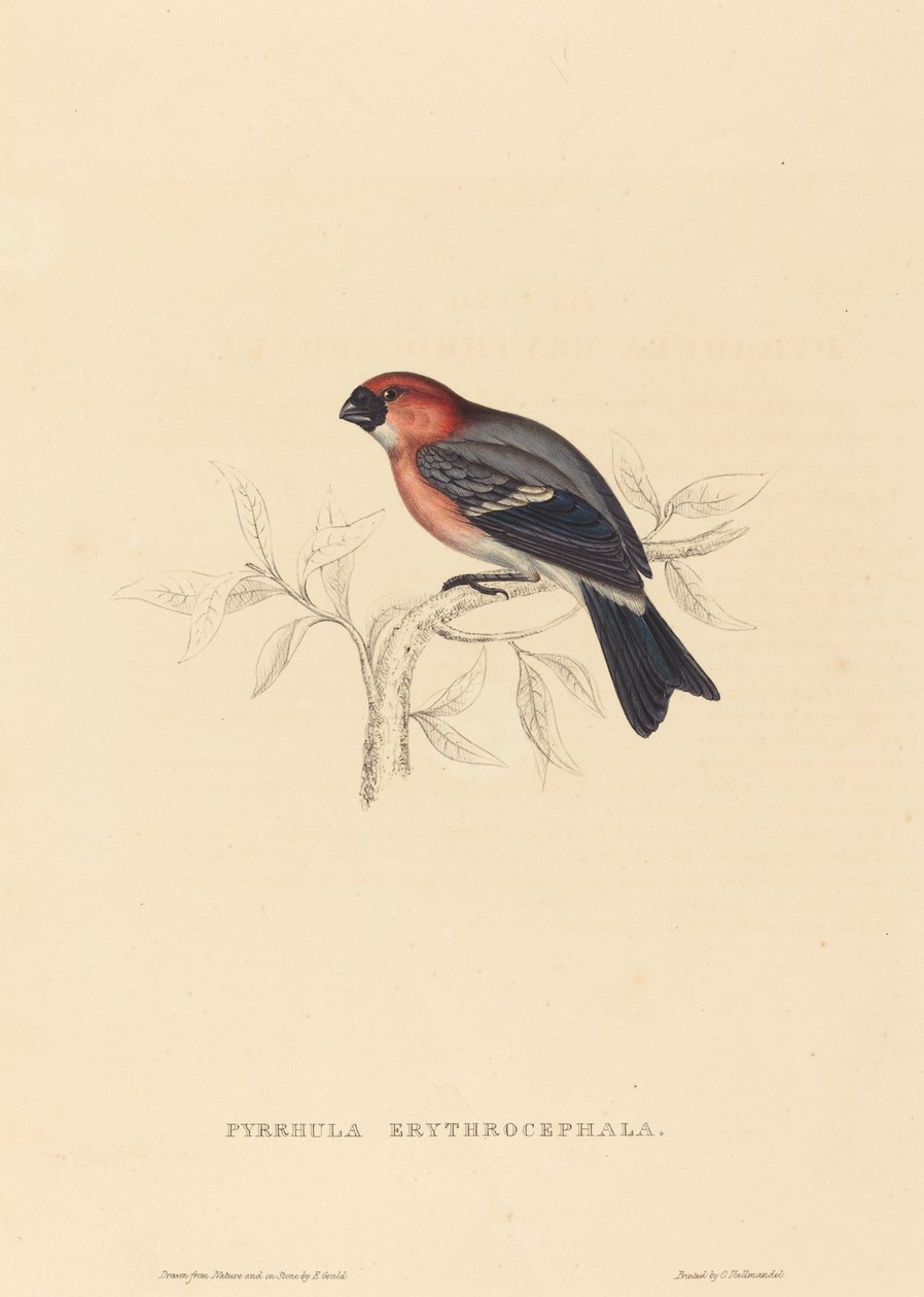 Pyrrhula Erythrocephala (vörös hajú süvöltő) alkotó: Elizabeth Gould