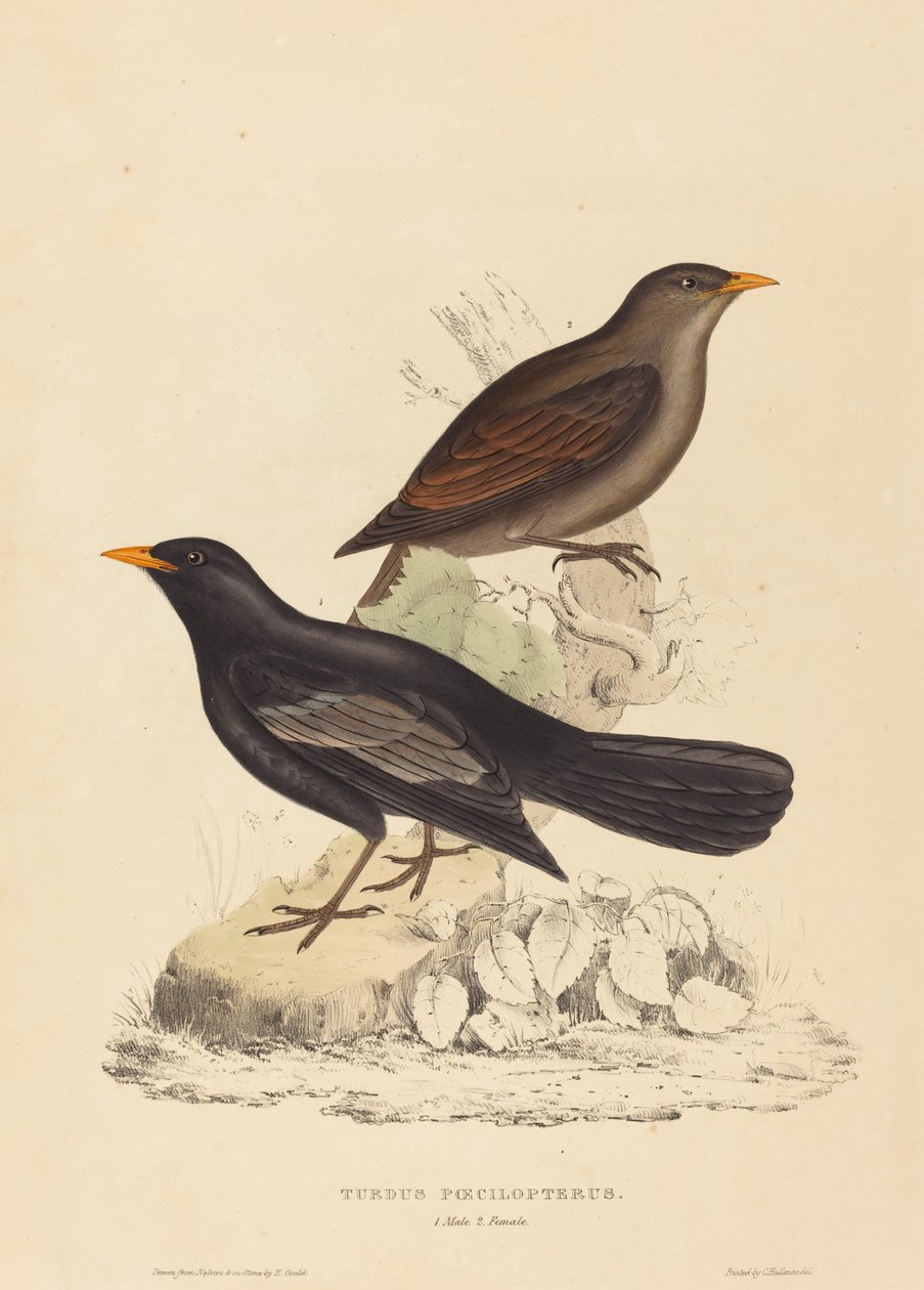 Turdus Poecilopterus (azték rigó) alkotó: Elizabeth Gould