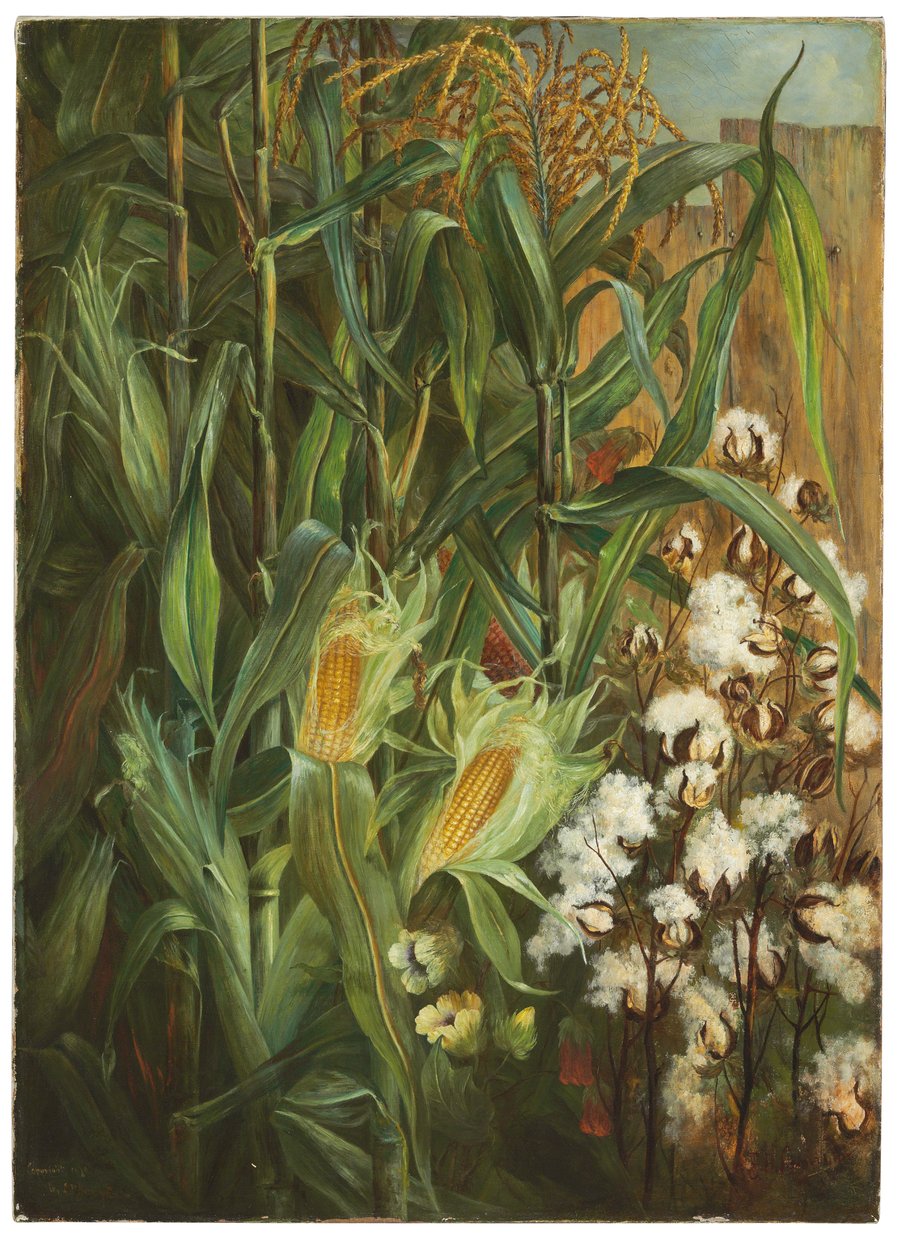 A két király: kukorica és pamut alkotó: Elizabeth H. Remington