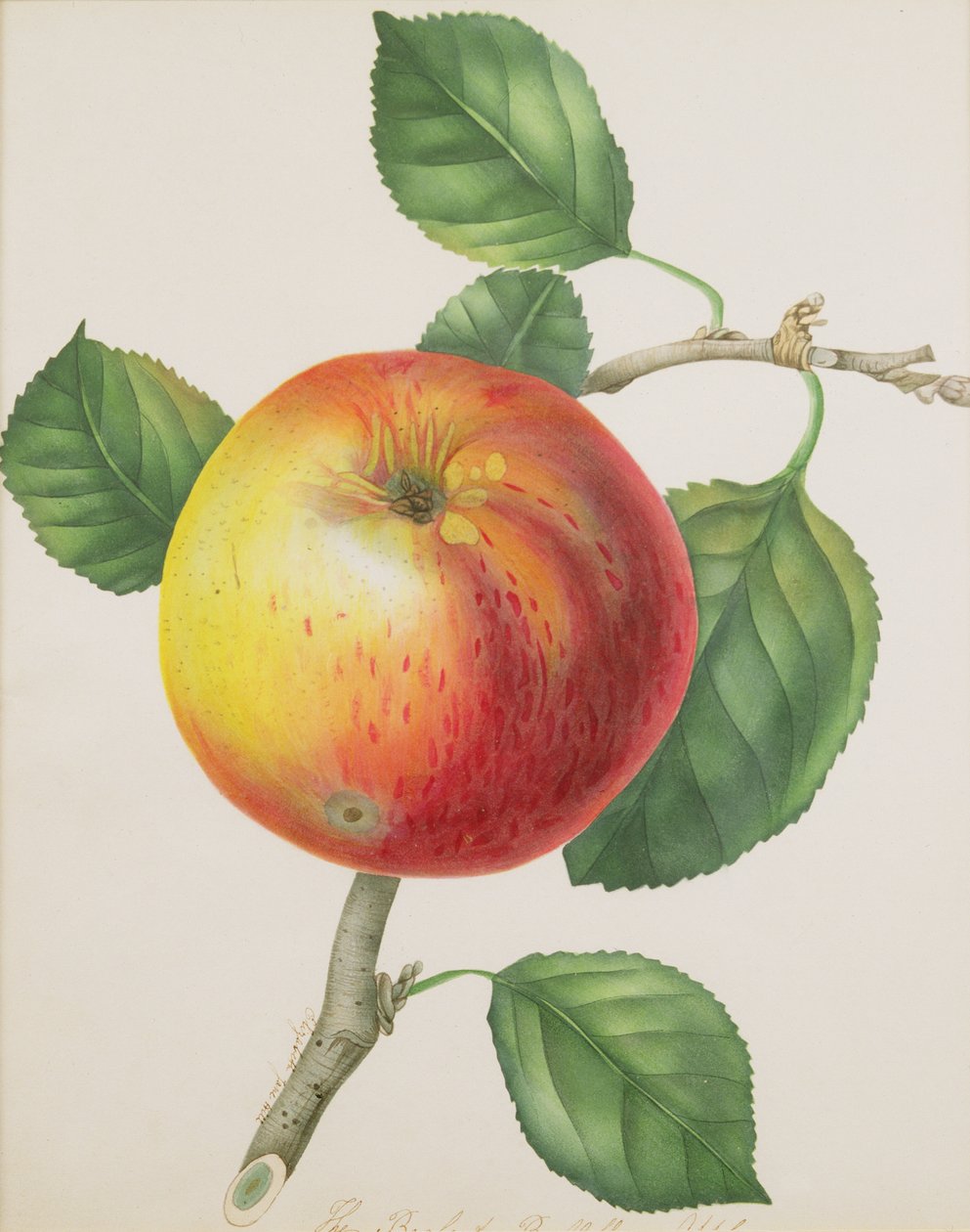 Egy Apple, 1835 körül (wc) alkotó: Elizabeth Jane Hill