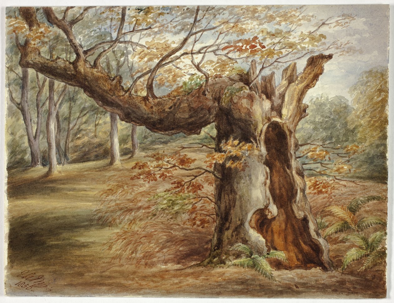 Rothadó fa alkotó: Elizabeth Murray