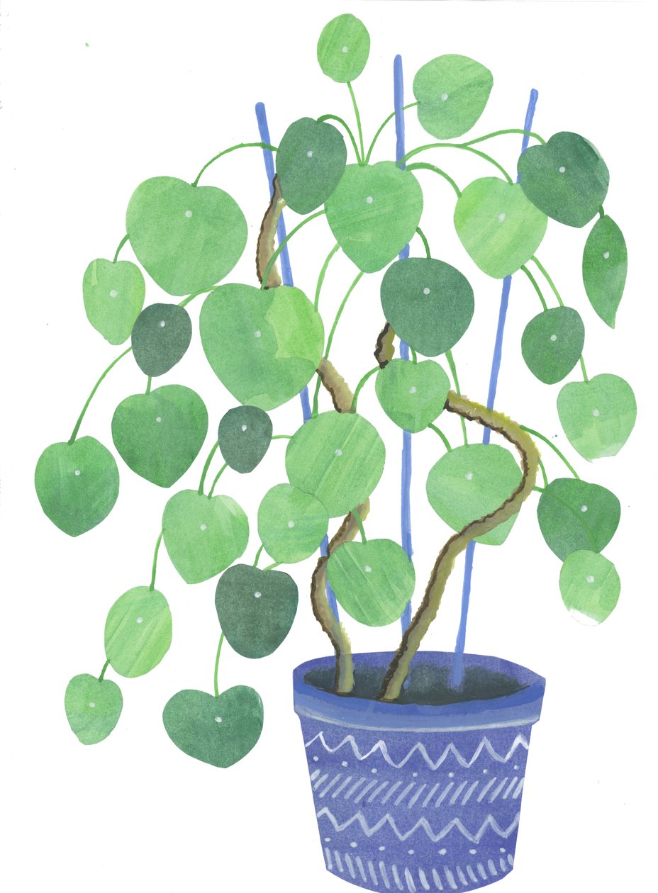 Pilea növény, 2017 (akvarell és kollázs) alkotó: Elizabeth Rider