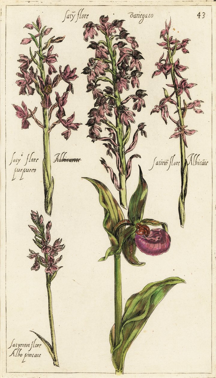Különböző európai orchideák, női papucsorchidea, Cypripedium calceolus alkotó: Emanuel Sweert