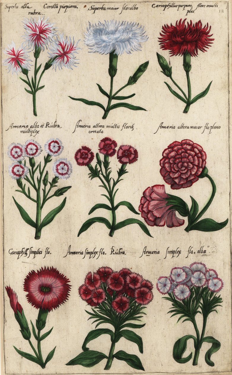 Különböző szegfűfajták, Dianthus caryophyllus alkotó: Emanuel Sweert