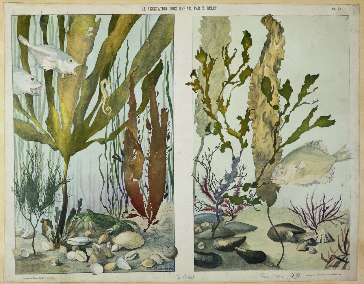 Hínár, halak, tengeri ló, rák és kagylók, illusztrált tányérok a „La Vie sous marine”-ból, 19. század vége (héliomélyás) alkotó: Emile Belet
