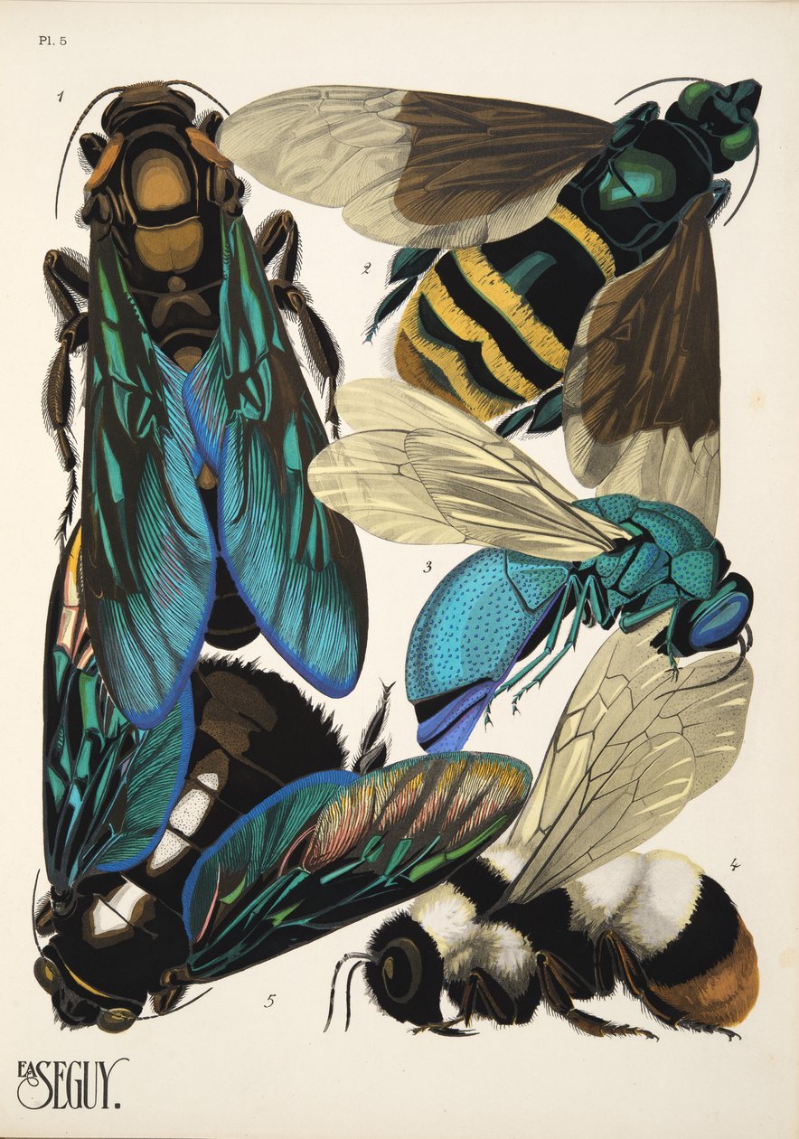 5. tábla az Insectes-től, kocsma. 1930-as évek (pochoir print) alkotó: Émile Allain Séguy
