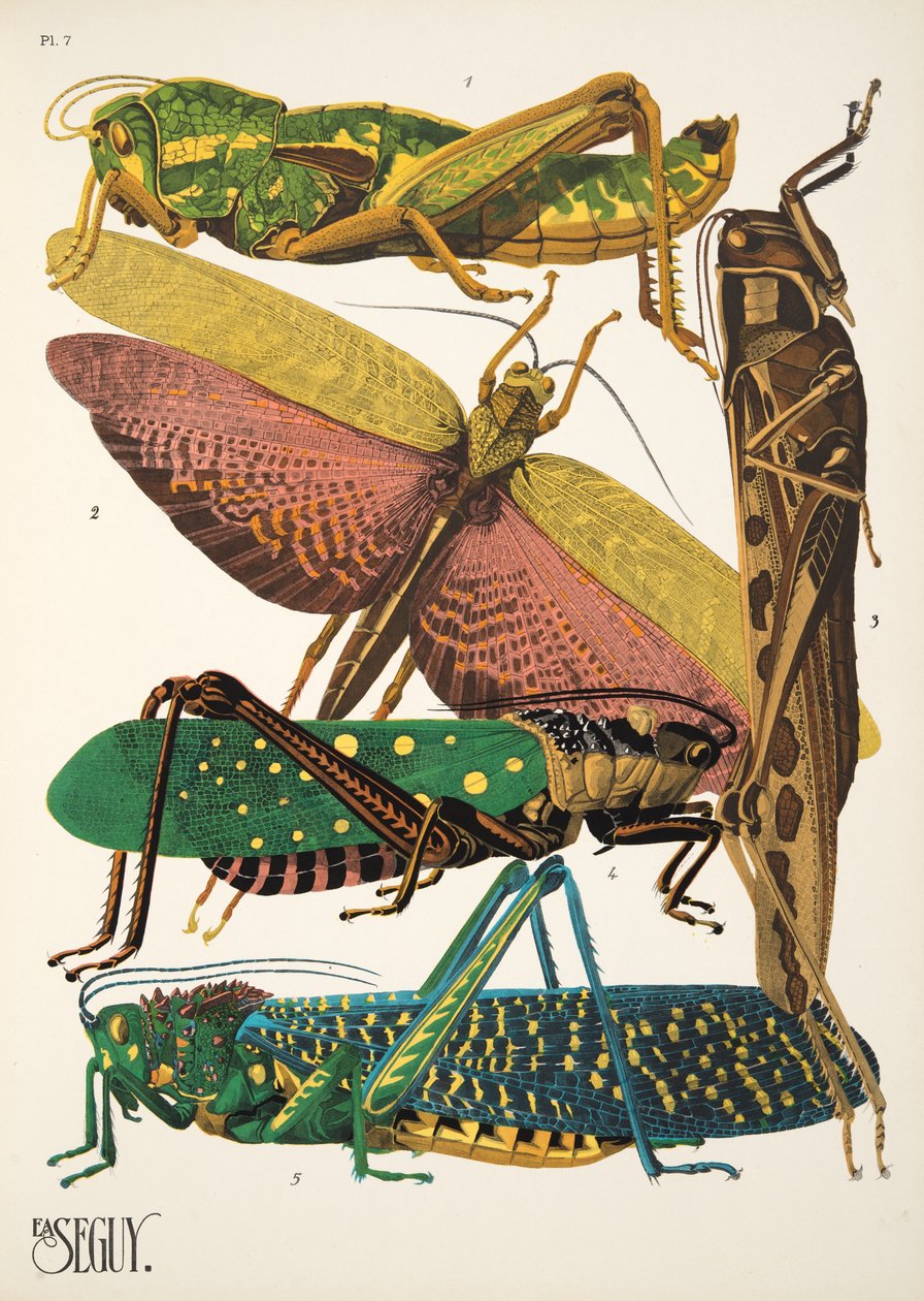 7. tábla Rovarok, kocsma. 1930-as évek (pochoir print) alkotó: Émile Allain Séguy