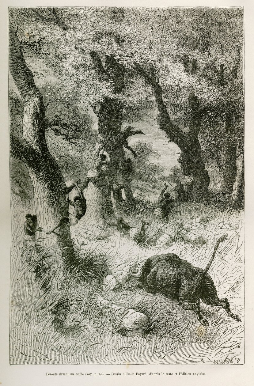 Az expedíció lejárata egy bivaly rohama előtt, Emile Bayard rajza a történet illusztrálására: Afrika szerte, Zanzibártól (Tanzánia) Bengueláig (Angola), 1872-től 1876-ig, V. H. Cameron hadnagy. Gravírozás a Le tour du monde-ban alkotó: Emile Antoine Bayard